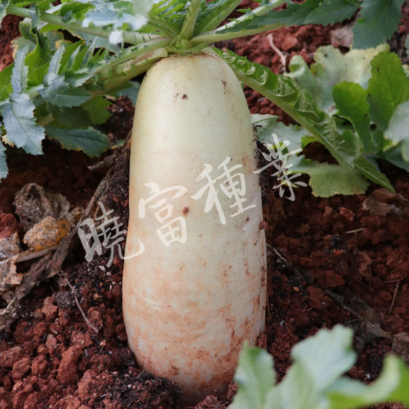 1585788855854073.jpg 04.jpg