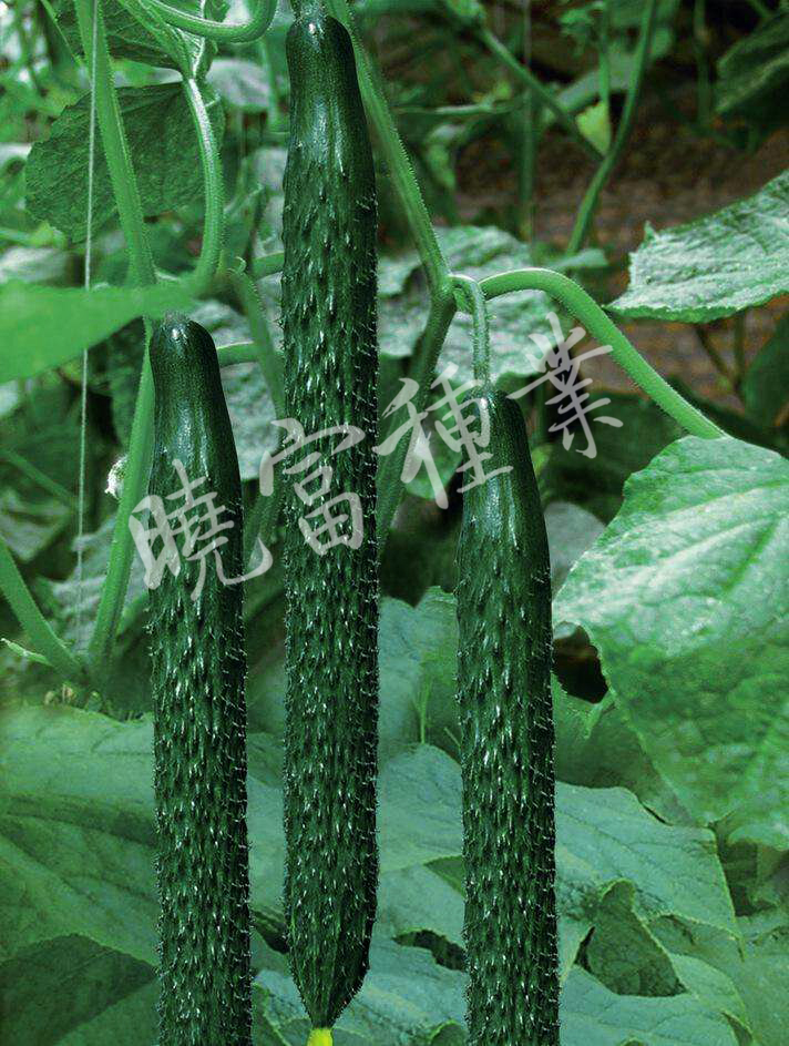 1585989598175714.jpg 02.jpg