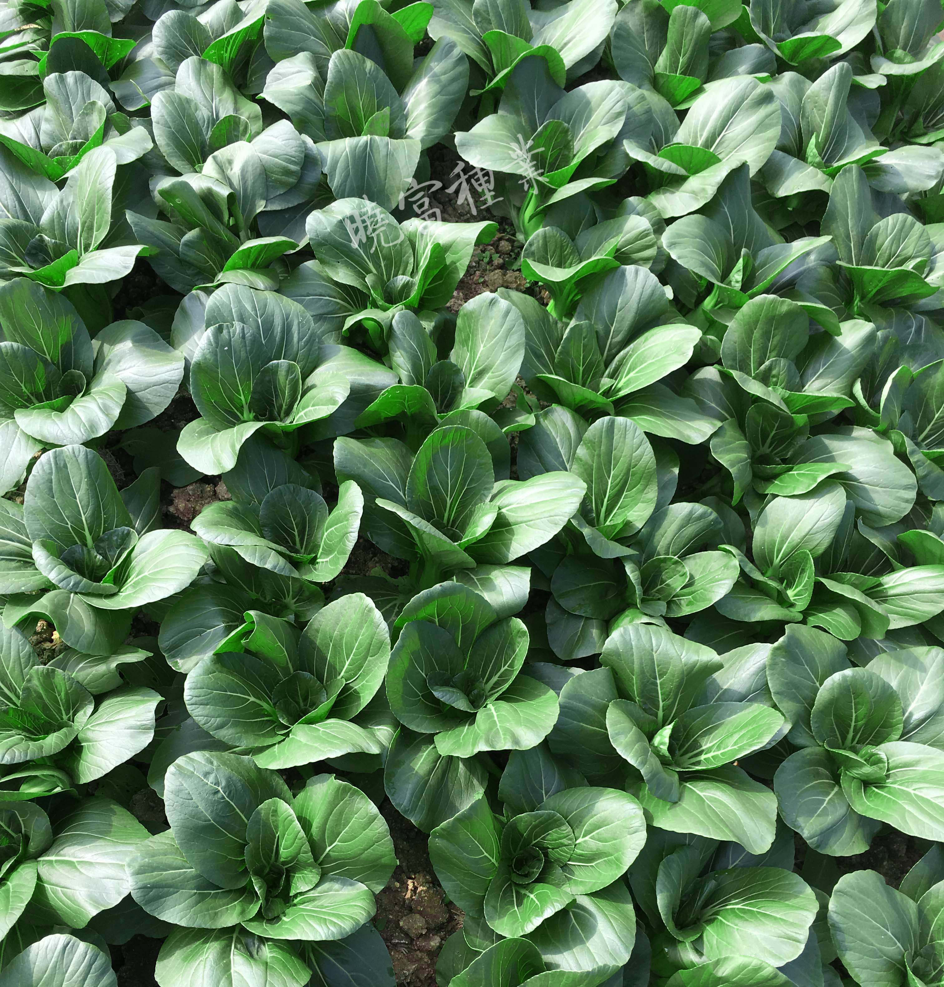 1600250931706470.jpg 06.jpg